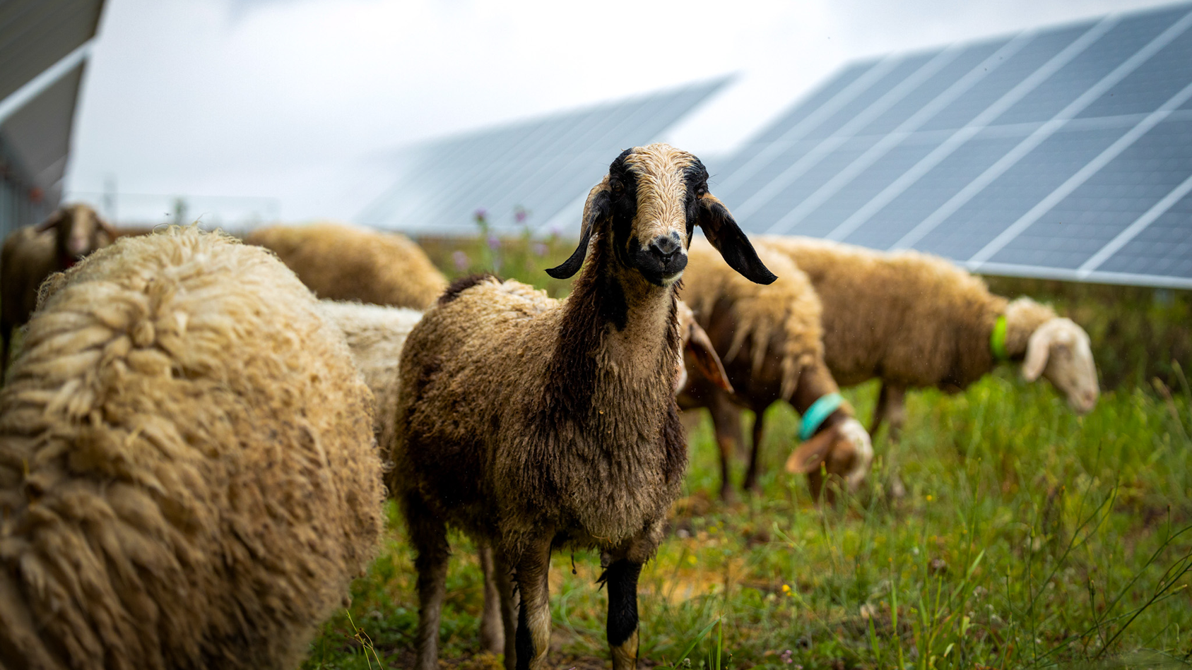 Agrovoltaica: uma poderosa combinação de agricultura e produção de energia